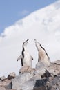 Chinstrap Penguin in Anatcrtica Royalty Free Stock Photo