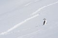 Chinstrap Penguin in Anatcrtica Royalty Free Stock Photo