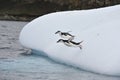 Chinstrap Penguin in Anatcrtica Royalty Free Stock Photo