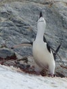 A Chinstrap penguin announces he is ready for his mate