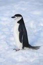 Chinstrap Penguin - Antarctic Peninsula - Antarctica Royalty Free Stock Photo