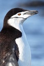 Chinstrap penguin, Antarctica Royalty Free Stock Photo