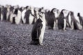 Chinstrap Penguin Antarctica Royalty Free Stock Photo