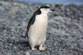 Chinstrap penguin in Antarctica Royalty Free Stock Photo