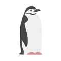 Chinstrap Penguin as Aquatic Flightless Bird with Flippers for Swimming in Standing Pose Vector Illustration