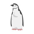 Chinstrap Penguin as Aquatic Flightless Bird with Flippers for Swimming in Standing Pose Vector Illustration