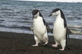 Chinstrap Penguin on the beach Royalty Free Stock Photo