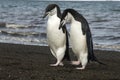 Chinstrap Penguin on the beach Royalty Free Stock Photo