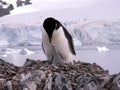 Chinstrap penguin with chick