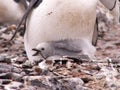 Chinstrap penguin chick Royalty Free Stock Photo