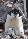 Chinstrap Penguin with chick Royalty Free Stock Photo