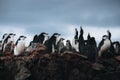 Chinstrap penguin colony, with a mother and two young chicks in the nest. Royalty Free Stock Photo