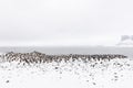 A Chinstrap Penguin Colony with rocks and snow Royalty Free Stock Photo