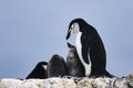 Chinstrap Penguin feeding its chick Royalty Free Stock Photo