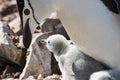 Chinstrap penguin feeding chick Royalty Free Stock Photo