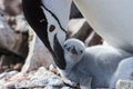 Chinstrap penguin feeding chick Royalty Free Stock Photo