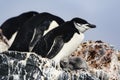 Chinstrap Penguin and its chick Royalty Free Stock Photo