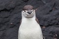 Chinstrap penguin looking at camera on the background of rocks Royalty Free Stock Photo