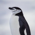 Chinstrap penguin with obvious chin markings of Antarctica