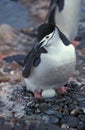 Chinstrap Penguin, pygoscelis antarctican, Adult sitting on its Egg in Nest, Antarctica