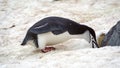 Chinstrap penguin in the snow