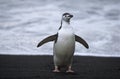 Chinstrap Penguin (Pygoscelis antarcticus) at seashore Royalty Free Stock Photo