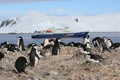 Chinstrap penguin rookery in Antarctica Royalty Free Stock Photo