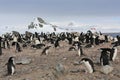 Chinstrap penguin rookery in Antarctica