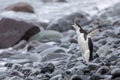 A Chinstrap penguin, screaming on a pebbly beach.