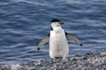 Chinstrap Penguin - South Shetland Islands - Antarctica