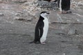 Chinstrap penguin, South Shetland Islands Royalty Free Stock Photo