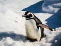 Chinstrap penguin (Spheniscus chinstrap). Made with Generative AI