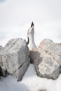 Chinstrap penguin squawks at sky behind rocks Royalty Free Stock Photo