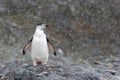 Chinstrap penguin standing on a cliff checking out the snowy weather.