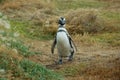 Chinstrap penguin