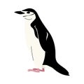 Chinstrap Penguin vector isolated on white background. Flat style illustration. Antarctica bird Royalty Free Stock Photo