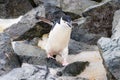 Chinstrap penguin, walking across rocks. Flippers spread. Royalty Free Stock Photo