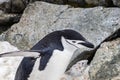 Chinstrap penguin, walking across rocks. Flippers spread. Royalty Free Stock Photo