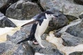 Chinstrap penguin, walking across rocks. Flippers spread. Royalty Free Stock Photo