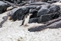 Chinstrap penguin walking in snow on the background of rocks Royalty Free Stock Photo