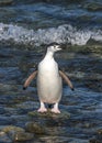 Chinstrap penguinin Antarctica Royalty Free Stock Photo