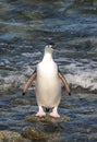 Chinstrap penguinin Antarctica Royalty Free Stock Photo