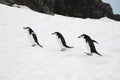 Chinstrap penguins