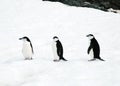 Chinstrap penguins