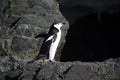 Chinstrap penguins in the Antarctic Peninsula. Royalty Free Stock Photo