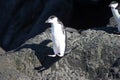 Chinstrap penguins in the Antarctic Peninsula. Royalty Free Stock Photo