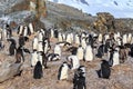 Chinstrap penguins colony members gathered on the rocks, Half Mo Royalty Free Stock Photo