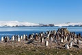 Chinstrap penguins colony members gathered on the rocks, Shetland Islands, Antarctic Royalty Free Stock Photo