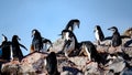 Chinstrap penguins in colony on rocks of Half Moon Island, Antarctic Peninsula Royalty Free Stock Photo