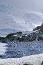 Chinstrap penguins colony on a beach in Antarctica Royalty Free Stock Photo